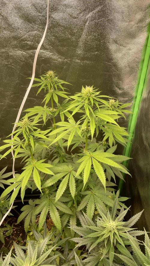 Grow1. Week 4