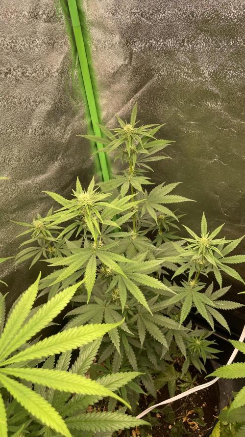 Mastertent 100x100x200. Week 4
