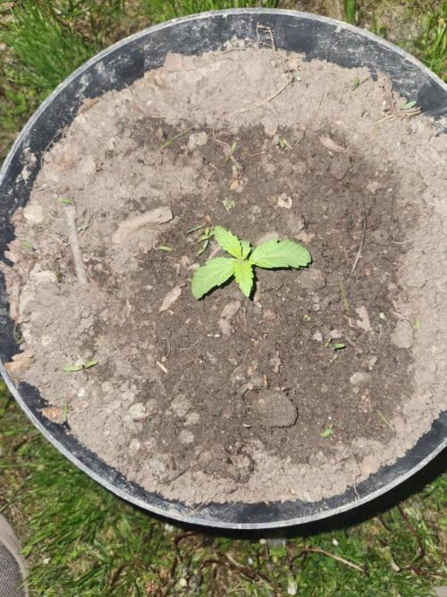 Auto White Widow. Week 2