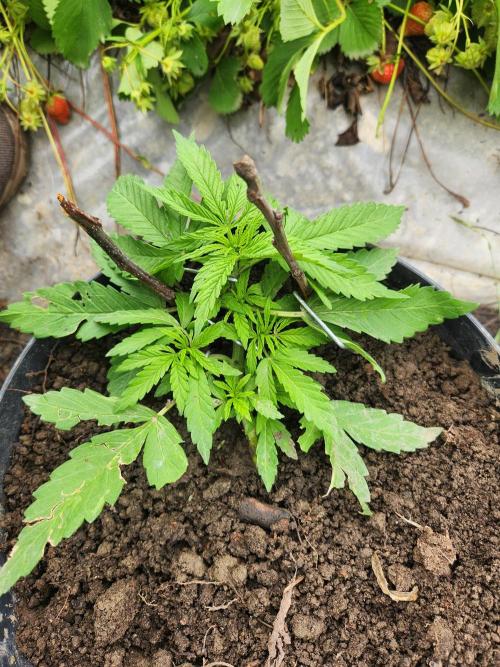 auto white widow (Pyramid seeds) 2026. Week 5