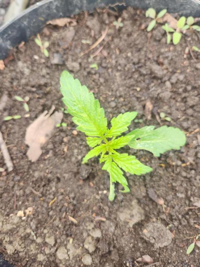 auto white widow (Pyramid seeds) 2026. Week 3 - .