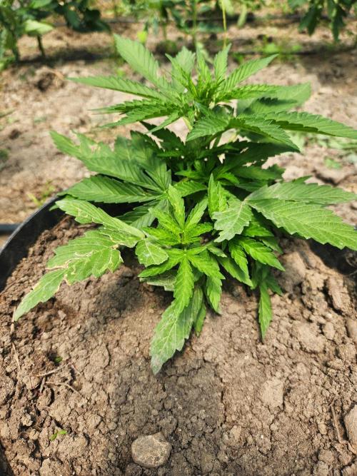auto white widow (Pyramid seeds) 2026. Week 6