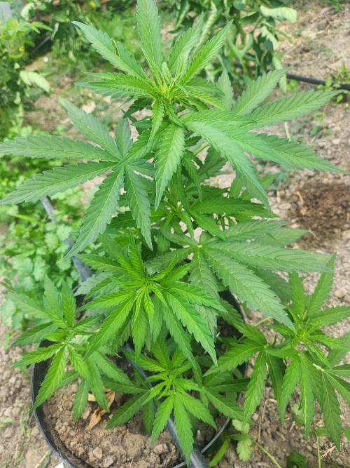 auto white widow (Pyramid seeds) 2026. Week 7
