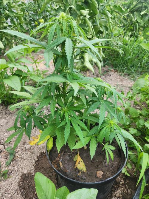 auto white widow (Pyramid seeds) 2026. Week 8