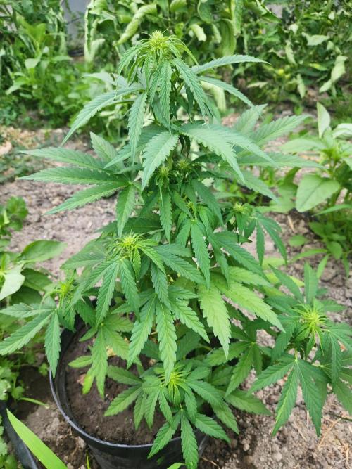 Auto White Widow. Week 8