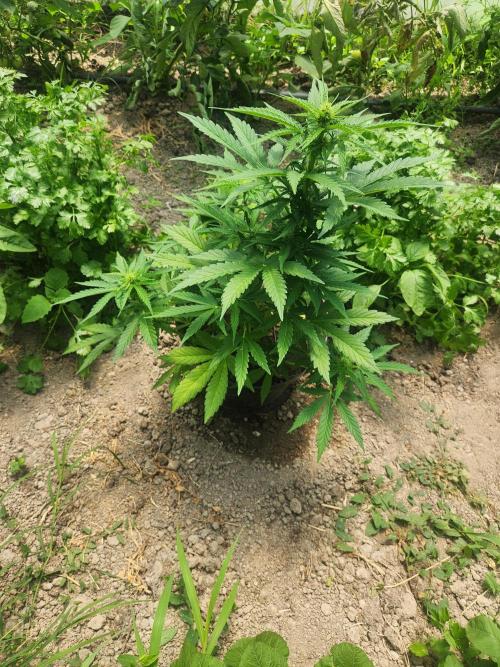 auto white widow (Pyramid seeds) 2026. Week 8