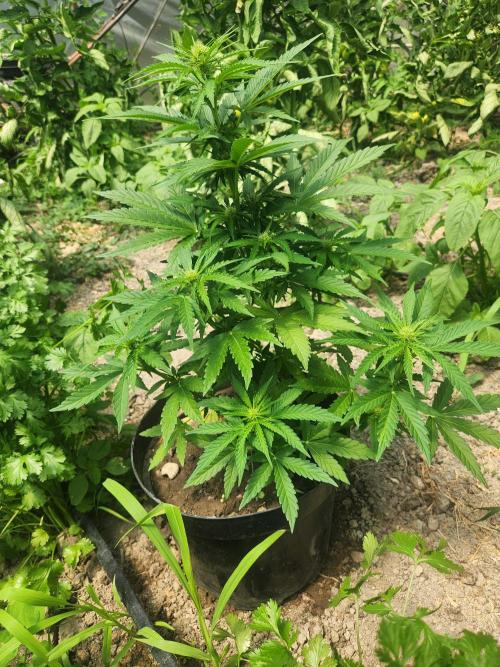 Auto White Widow. Week 8