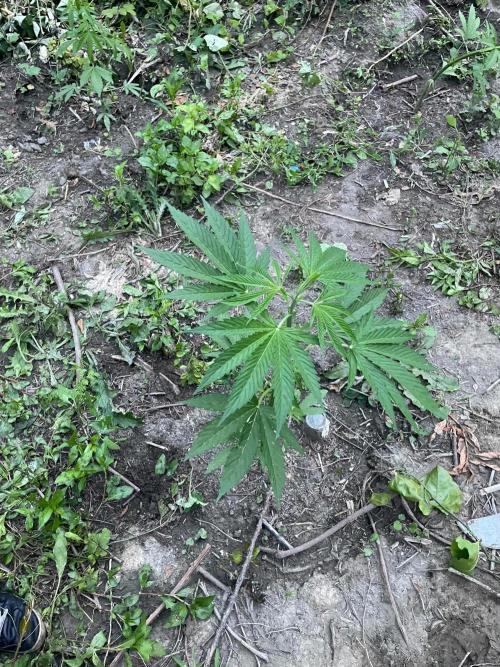 Guerilla grow. Week 7
