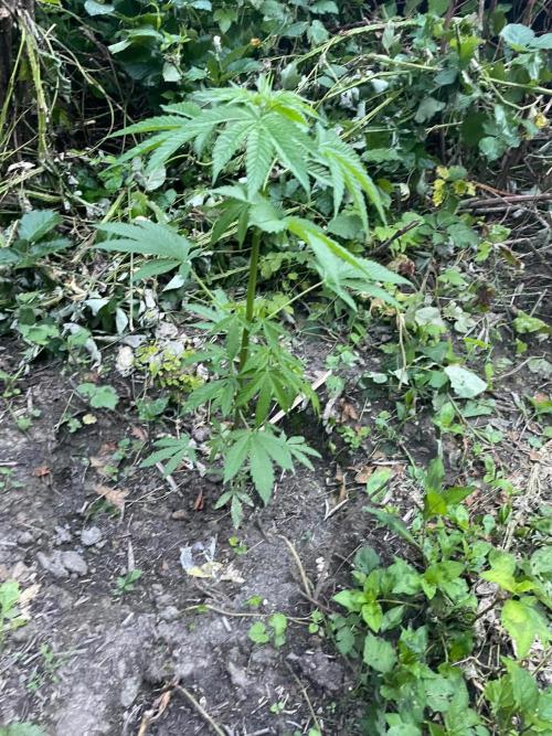 Guerilla grow. Week 7