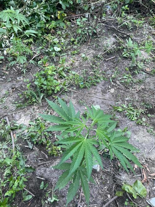 Guerilla grow. Week 7