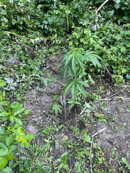 Guerilla grow. Week 7