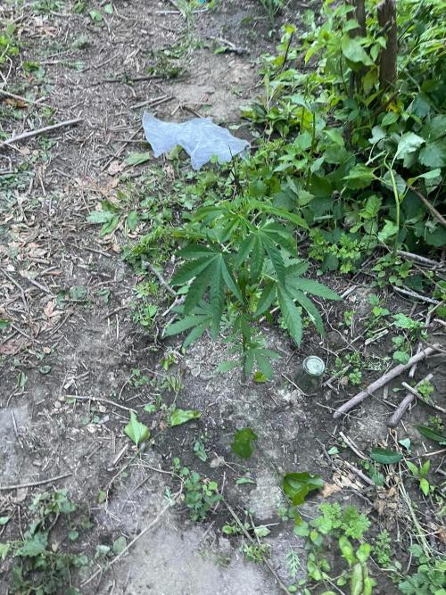Guerilla grow. Week 7