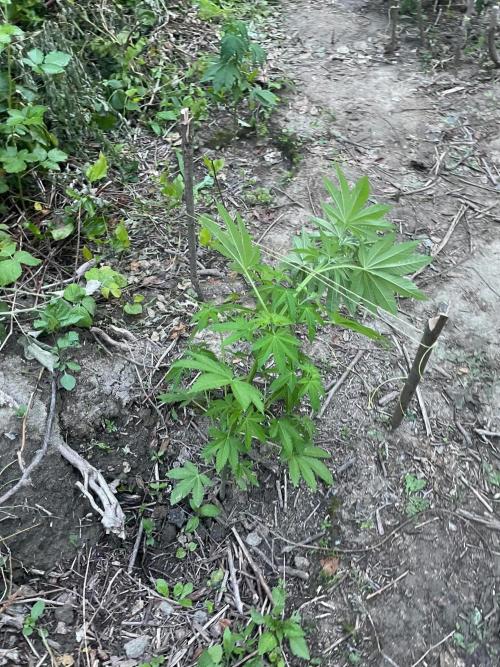 Guerilla grow. Week 7