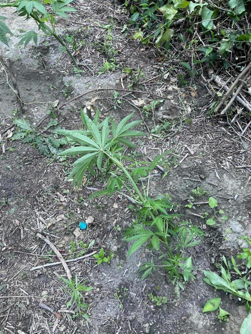Guerilla grow. Week 7
