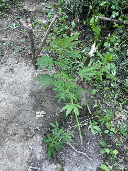 Guerilla grow. Week 7