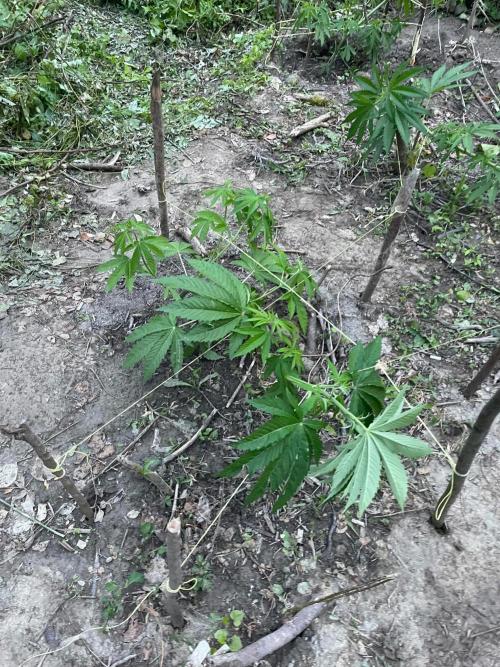 Guerilla grow. Week 7