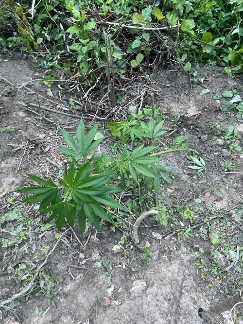 Guerilla grow. Week 7