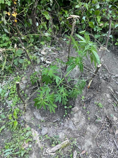 Guerilla grow. Week 7