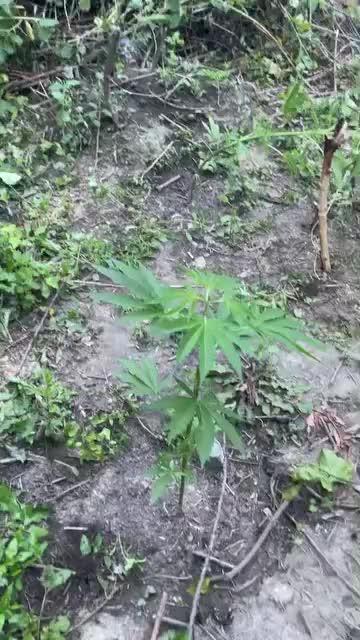 Guerilla grow