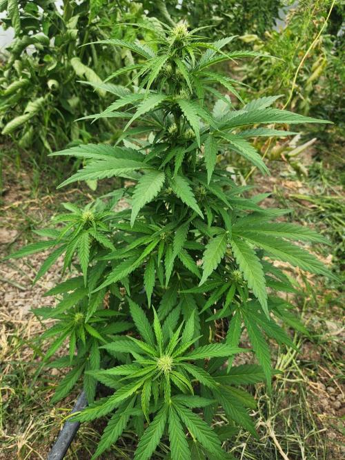 auto white widow (Pyramid seeds) 2026. Week 9