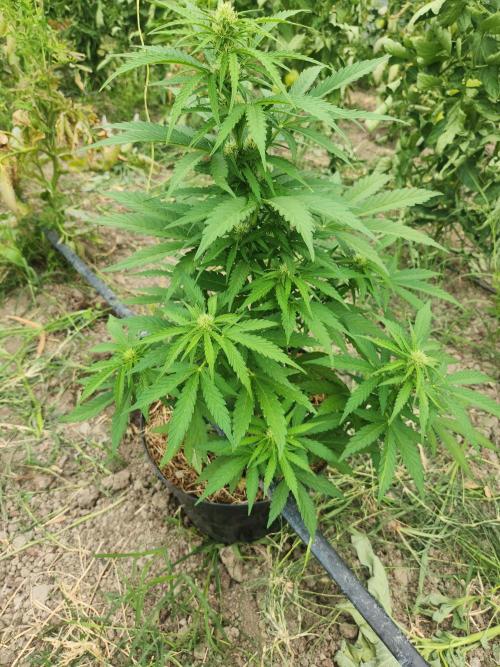 auto white widow (Pyramid seeds) 2026. Week 9