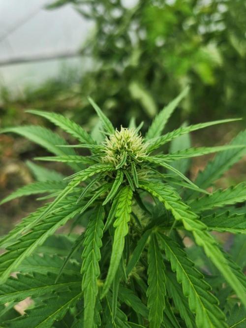 auto white widow (Pyramid seeds) 2026. Week 9