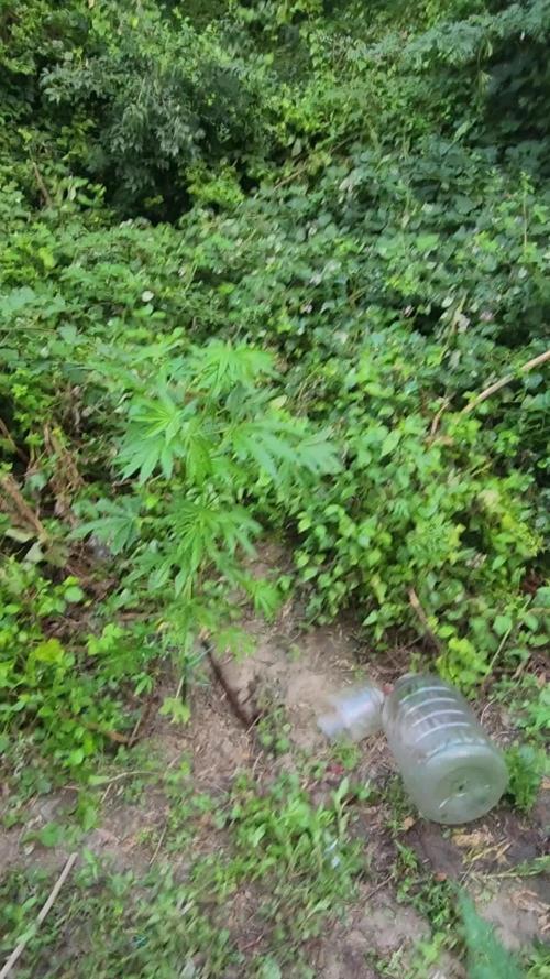 Guerilla grow