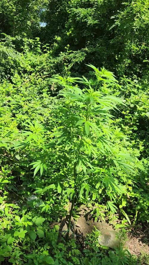 Guerilla grow