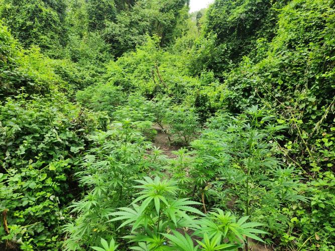 Guerilla grow. Week 12