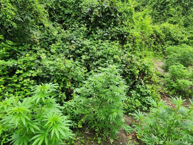 Guerilla grow. Week 12