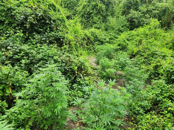 Guerilla grow. Week 12
