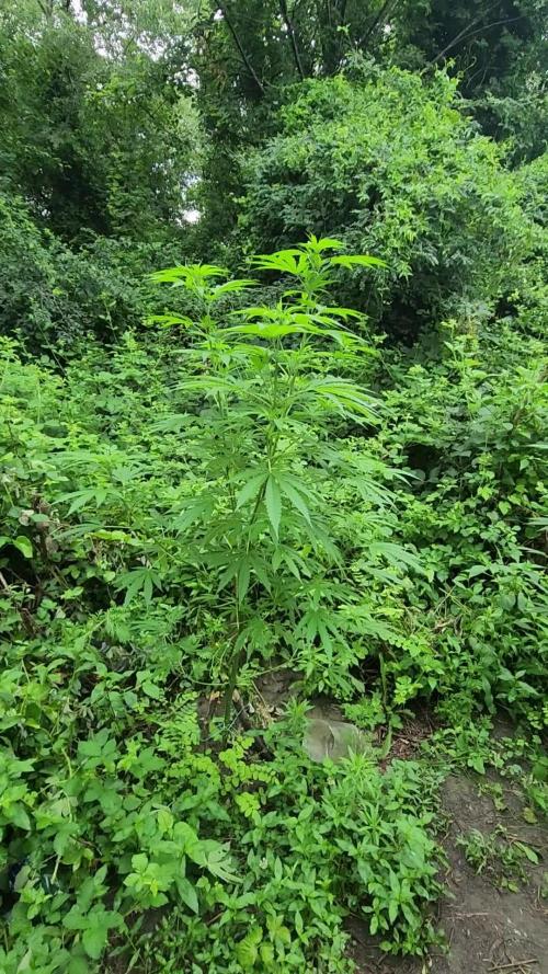 Guerilla grow