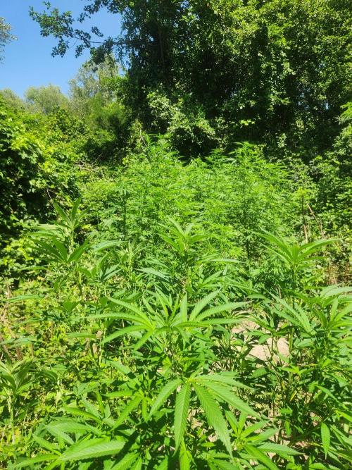 Guerilla grow. Week 14