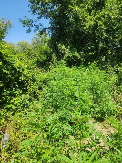 Guerilla grow. Week 14