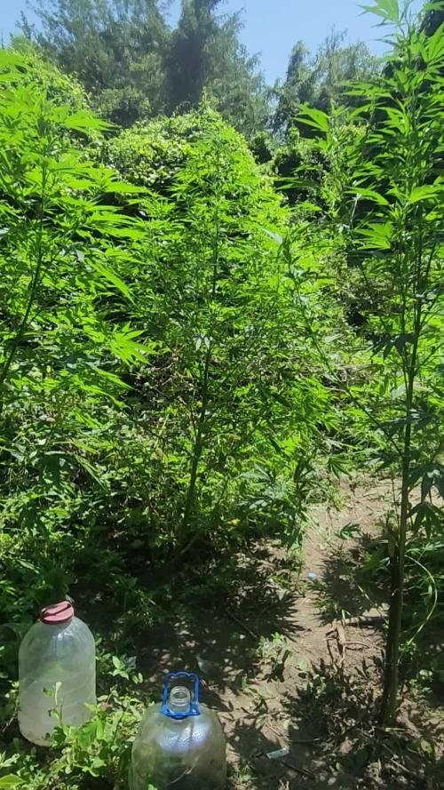 Guerilla grow