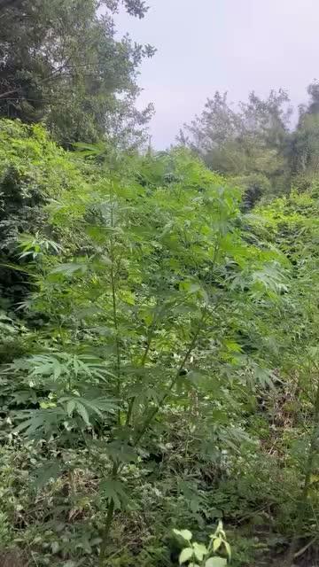 Guerilla grow