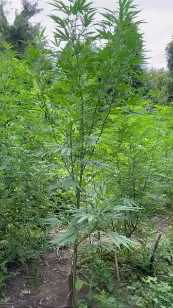 Guerilla grow