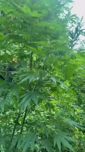 Guerilla grow