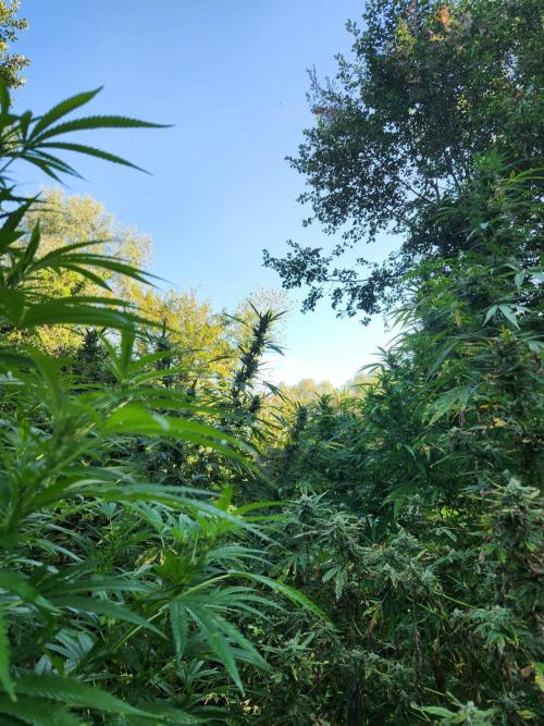 Guerilla grow. Week 21