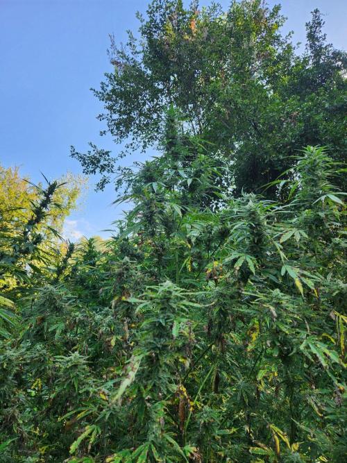 Guerilla grow. Week 21