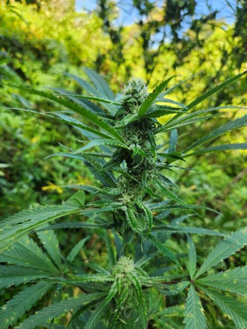 Guerilla grow. Week 21
