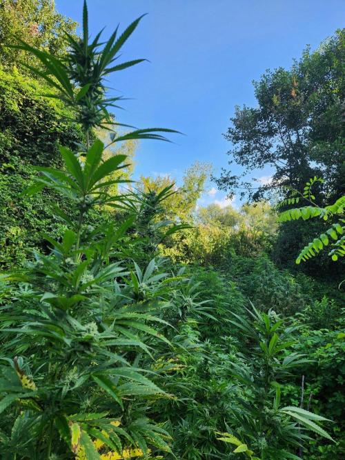Guerilla grow. Week 21