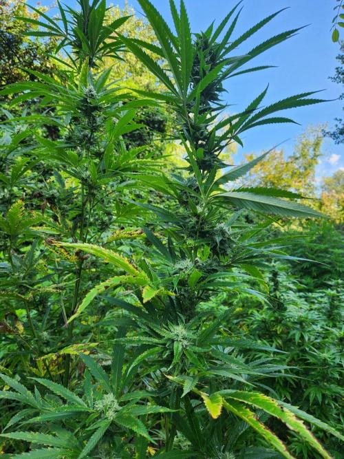 Guerilla grow. Week 21
