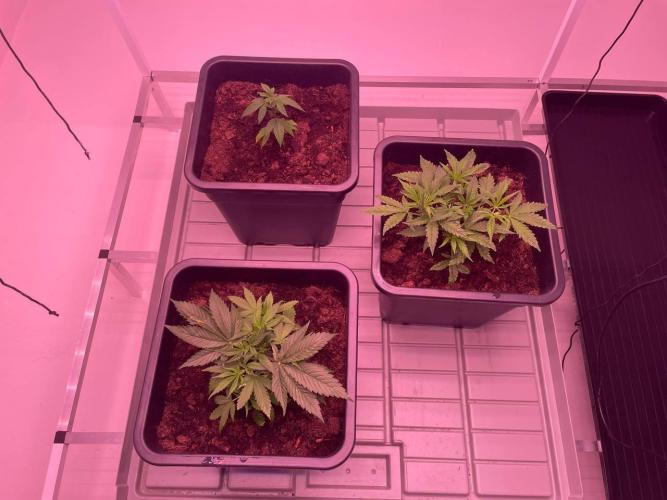 Testrun of the new Setup!. Week 2