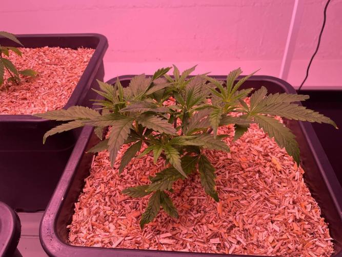 Testrun of the new Setup!. Week 2