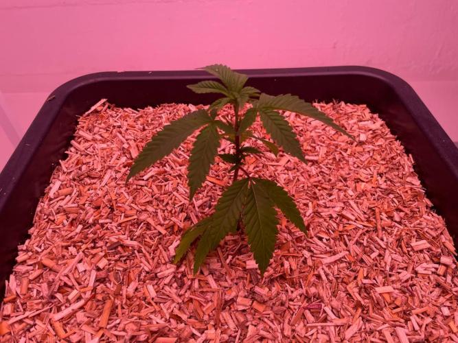 Testrun of the new Setup!. Week 2