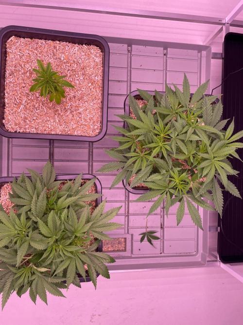Testrun of the new Setup!. Week 3 - Vegetative Growth on day 21