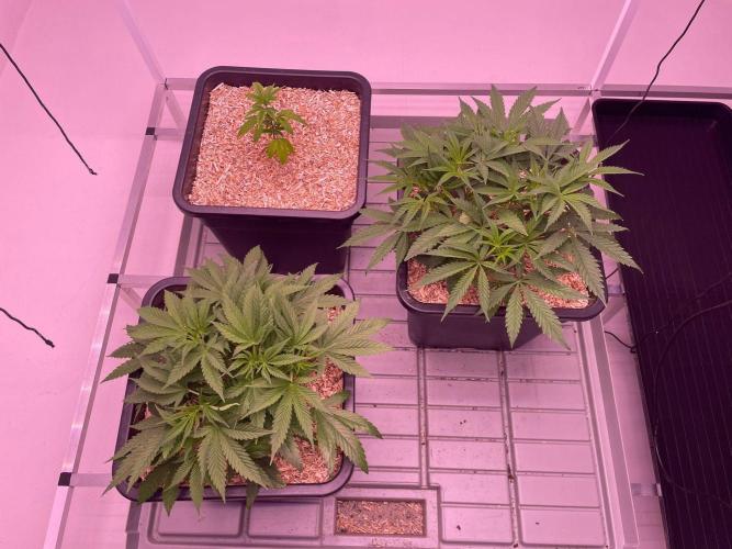 Testrun of the new Setup!. Week 3 - Vegetative Growth on day 21
