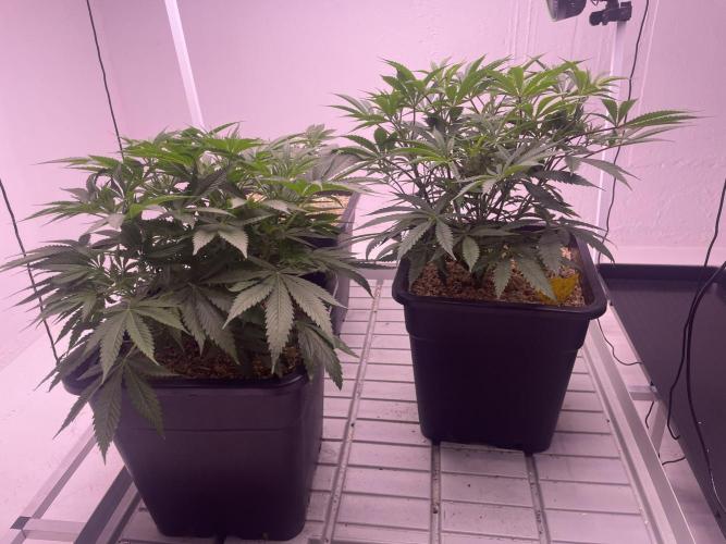 Testrun of the new Setup!. Week 4