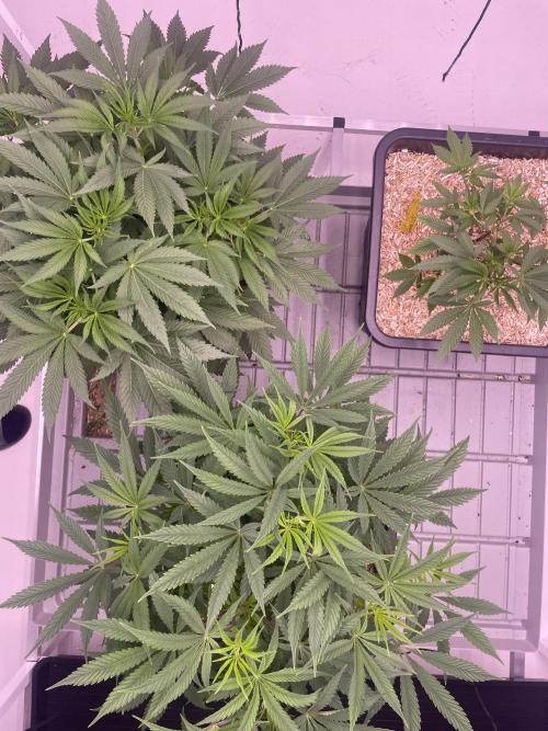 Testrun of the new Setup!. Week 4